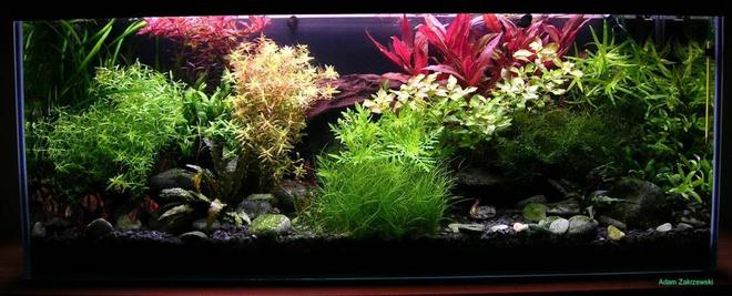 36 gallons planted tank (mostly live plants and fish) - Colourfull water garden
