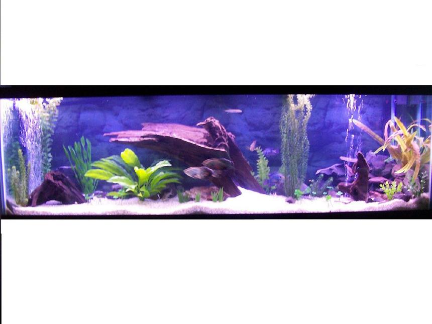 Rated #56: 125 Gallons Freshwater Fish Tank - my 125 gallon tank