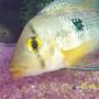 freshwater fish - geophagus dicrozoster - monster fish stocking in 125 gallons tank - my geo posing for camera