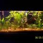 125 gallons planted tank (mostly live plants and fish) - my 20 gallon tank custom wall mounted with flounder, clams,5 neon tetra,2 tiger barb, 2 zebra danios,2 white clouds,2 angle fish, 3 rummy nose tetra, 2 pink longfin zebra danios, panda cory cat,2 sucker fish