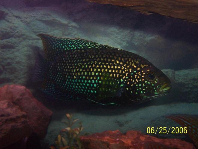 freshwater fish - nandopsis octofasciatum - jack dempsey stocking in 125 gallons tank - jack dempsey the ruler of my tank