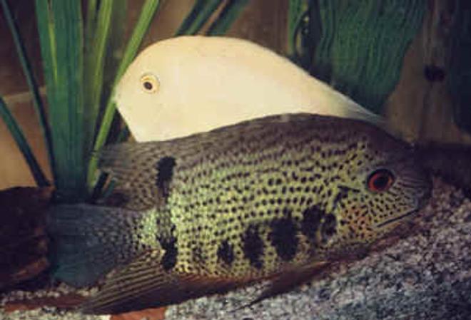 freshwater fish - heros serverus - green severum stocking in 75 gallons tank - green severum really colourful thick fish about 8 inches