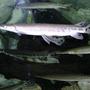 freshwater fish - xenentodon cancila - needle nose gar stocking in 75 gallons tank - florida gar do i really need to say anymore nice fish!!!!