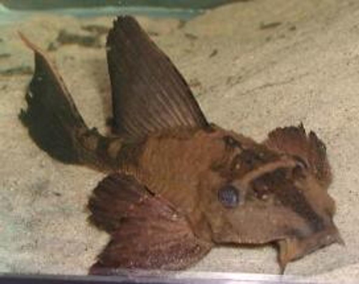 freshwater fish - pterygoplichthys scrophus - rhino pleco stocking in 75 gallons tank - Rhino Pleco nice looking but can sometimes be kind of lazy