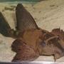 freshwater fish - pterygoplichthys scrophus - rhino pleco stocking in 75 gallons tank - Rhino Pleco nice looking but can sometimes be kind of lazy