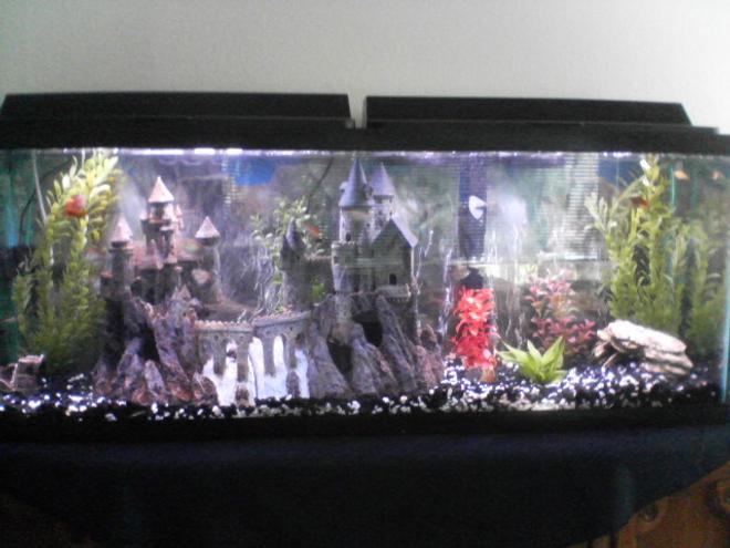 55 gallons freshwater fish tank (mostly fish and non-living decorations) - my tank