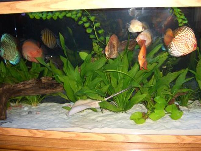 55 gallons planted tank (mostly live plants and fish) - My Planted 55 gallon tank with alot of Discus and a Histrix Stingray