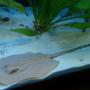 saltwater fish - urobatis halleri - round stingray stocking in 55 gallons tank - The Stingray