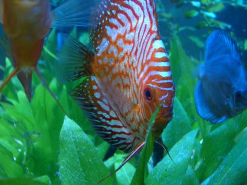 Rated #11: Freshwater Fish - Symphysodon Spp. - Pigeon Blood Discus Stocking In 55 Gallons Tank - My Red Dragon (Pigeon Blood) DIscus