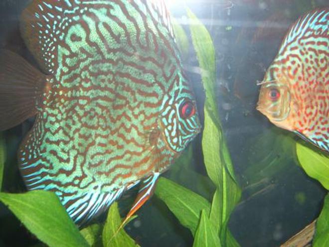 freshwater fish - symphysodon spp. - red turquoise discus stocking in 55 gallons tank - Discus Pictures