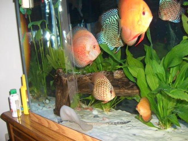freshwater fish - symphysodon spp. - discus stocking in 55 gallons tank - Discus Pictures