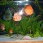 freshwater fish - symphysodon spp. - discus stocking in 55 gallons tank - Discus Pictures