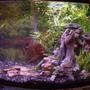 30 gallons freshwater fish tank (mostly fish and non-living decorations) - Piranha tank.