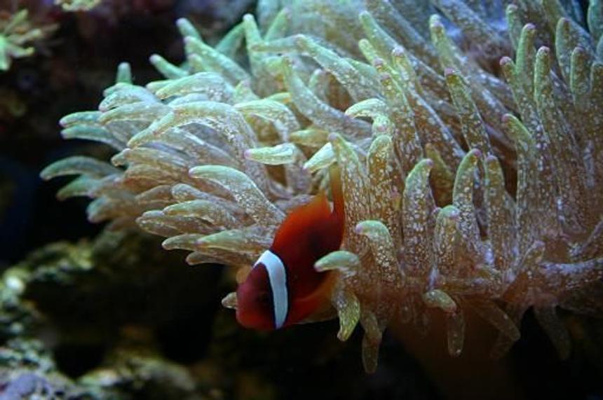 Rated #16: Corals Inverts - Entacmaea Quadricolor - Bulb Anemone Stocking In 60 Gallons Tank - Tomato Clown in Speckled GBTA