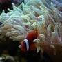 corals inverts - entacmaea quadricolor - bulb anemone stocking in 60 gallons tank - Tomato Clown in Speckled GBTA
