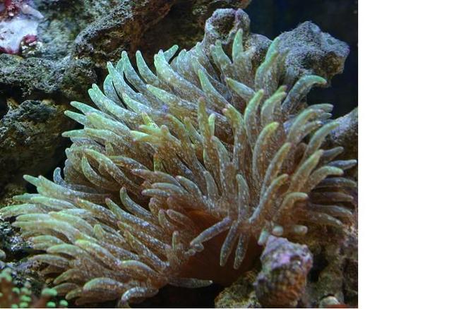 corals inverts - entacmaea quadricolor - bulb anemone stocking in 60 gallons tank - Speckled Green Bubble Tip Anenome