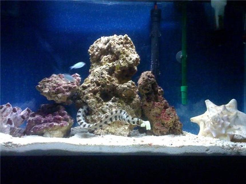 Rated #17: 29 Gallons Saltwater Fish Tank - Snowflake eel house