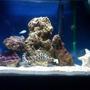 29 gallons saltwater fish tank (mostly fish, little/no live coral) - Snowflake eel house