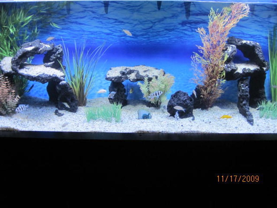 100 gallons freshwater fish tank (mostly fish and non-living decorations) - 100 Gal Tanganyikan. Species only tank. I take a lot of pride in my tank and i hope that it shows. Let me know what you guys think !