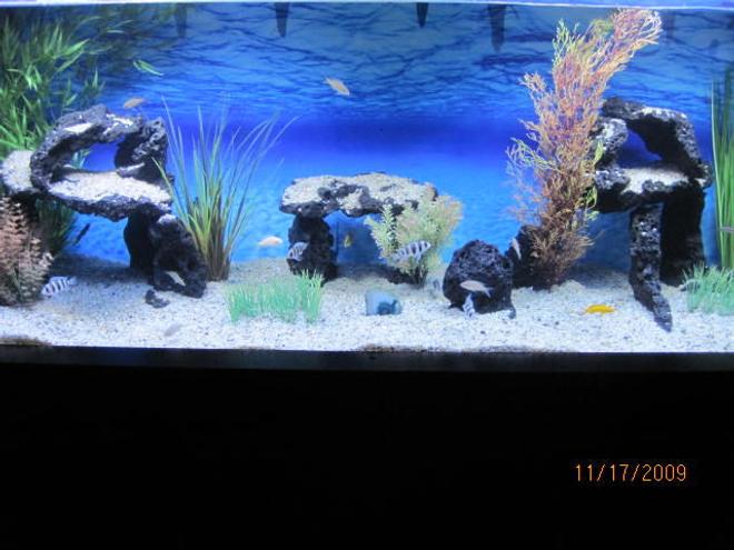 100 gallons freshwater fish tank (mostly fish and non-living decorations) - 100 Gal Tanganyikan. Species only tank. I take a lot of pride in my tank and i hope that it shows. Let me know what you guys think !