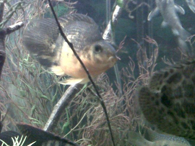 freshwater fish - heros severus x amphilophus citrinellum - blood parrot stocking in 75 gallons tank - Blood Parrot