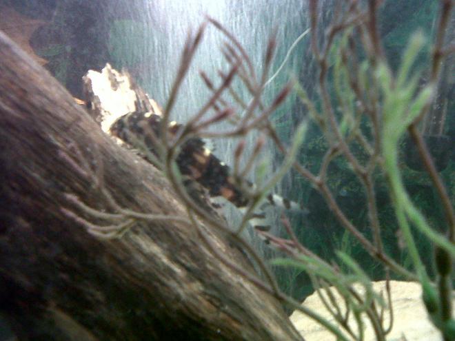 freshwater fish - acanthocobilitis botia - leopard loach stocking in 75 gallons tank - Leopard Loach Fish