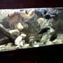 75 gallons freshwater fish tank (mostly fish and non-living decorations) - Better view of my freshwater tank.