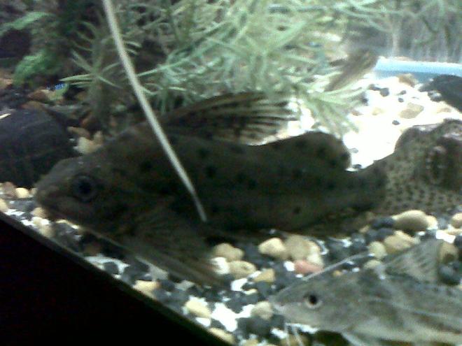 freshwater fish - pimelodus pictus - pictus cat stocking in 75 gallons tank - Synodontis Catfish (left) Spotted Pictus Catfish (Right)