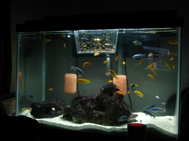 90 gallons freshwater fish tank (mostly fish and non-living decorations) - Baby tank, more on the way
