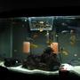 90 gallons freshwater fish tank (mostly fish and non-living decorations) - Baby tank, more on the way