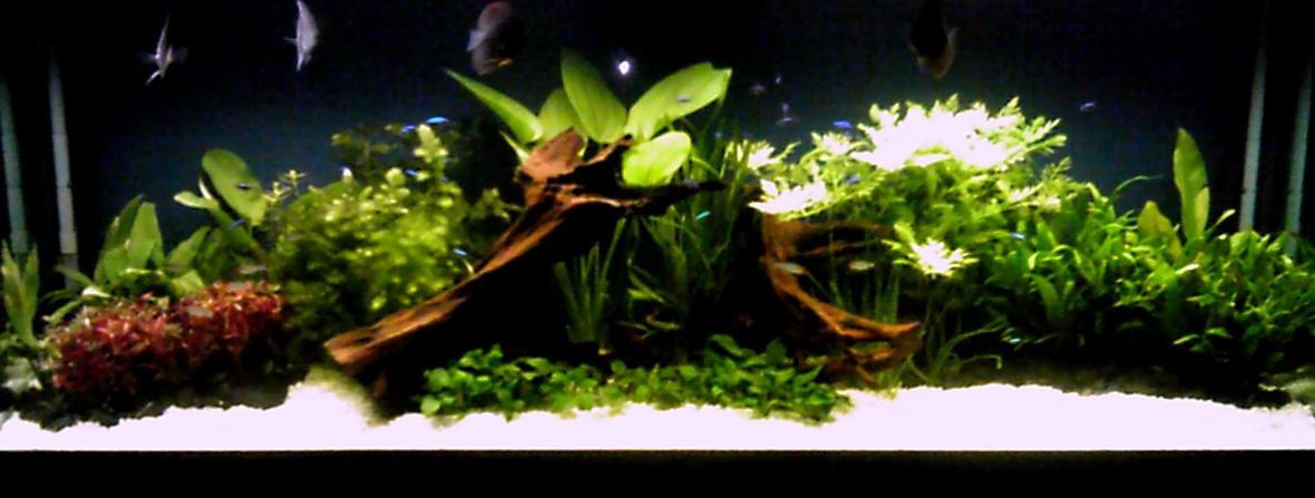 125 gallons planted tank (mostly live plants and fish) - planted discus tank