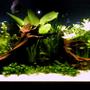 125 gallons planted tank (mostly live plants and fish) - planted discus tank