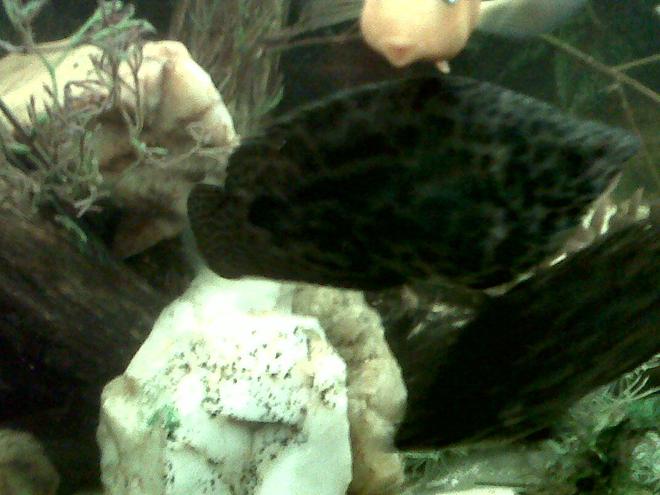 freshwater fish - ctenopoma acutirostre - leopard ctenopoma stocking in 75 gallons tank - 2 Spotted Leaf Fish