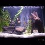 29 gallons freshwater fish tank (mostly fish and non-living decorations) - kind of a new setup, added crushed shells rearanged the scenery