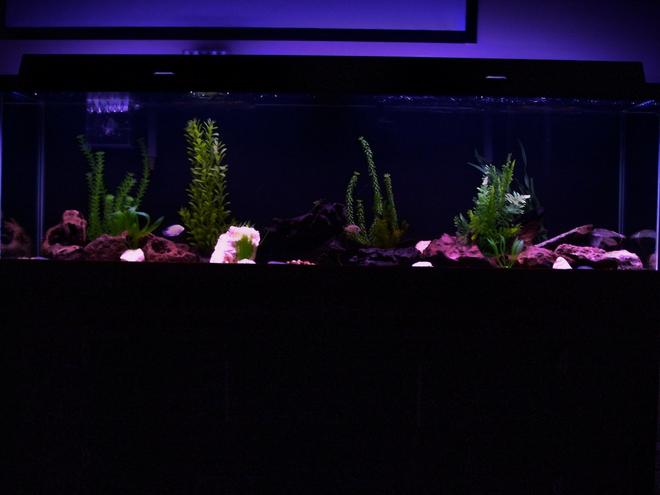 125 gallons freshwater fish tank (mostly fish and non-living decorations) - My 125 at night