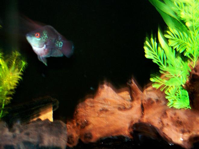 freshwater fish - cichlasoma sp. - flower horn cichlid stocking in 125 gallons tank - Sumo Sam the Flowerhorn, already mean at 2 inches and showing some really nice color