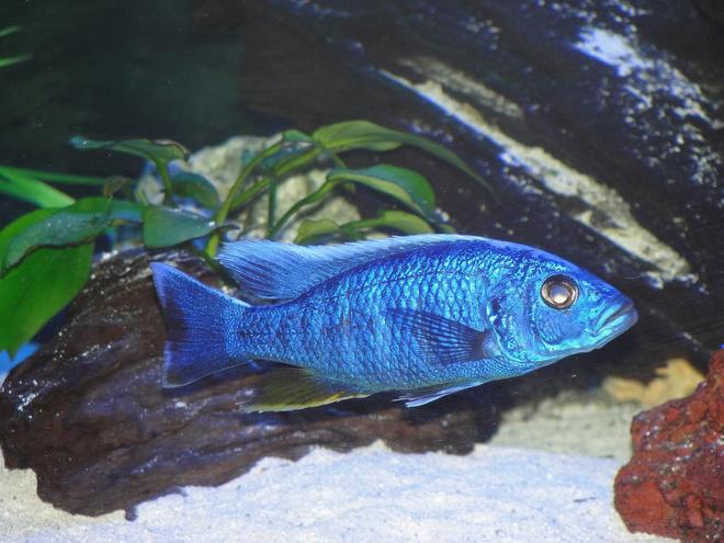 freshwater fish - sciaenochromis fryeri - electric blue hap stocking in 110 gallons tank - Sciaenochromis fryeri