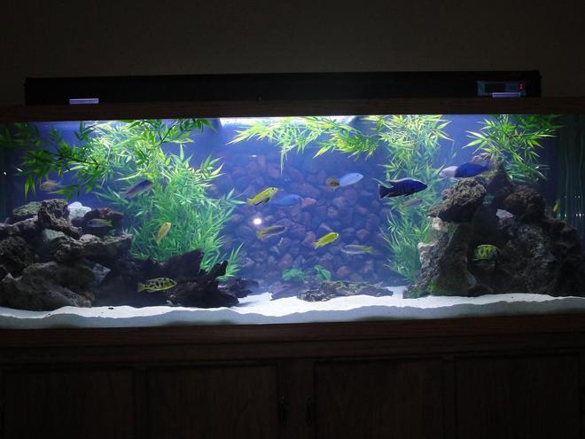 110 gallons freshwater fish tank (mostly fish and non-living decorations) - Mixed Malawi w/new background in progress
