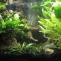 10 gallons planted tank (mostly live plants and fish) - Fish Rock!