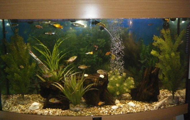40 gallons freshwater fish tank (mostly fish and non-living decorations) - Juwel 180L Community Tank
