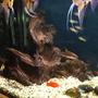 fish tank picture - Chunk of Drift water in the corner