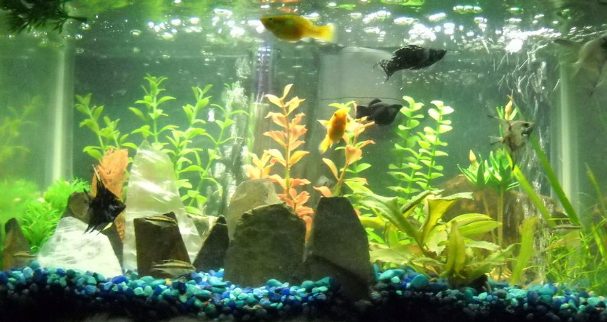 10 gallons planted tank (mostly live plants and fish) - My fish tank