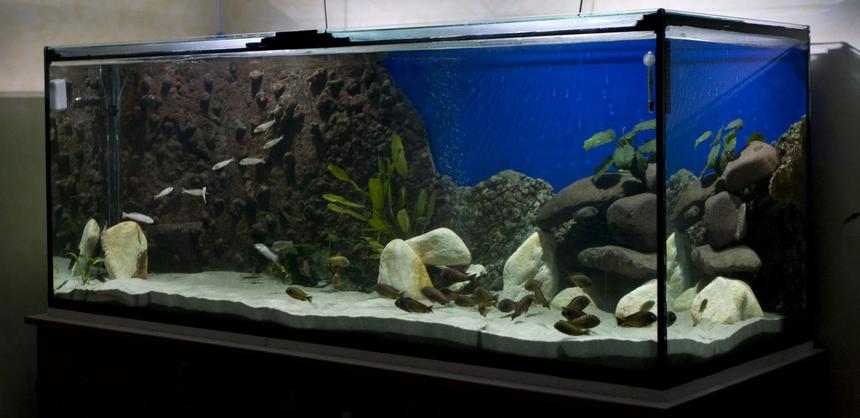 Rated #11: 220 Gallons Freshwater Fish Tank - 200 gals