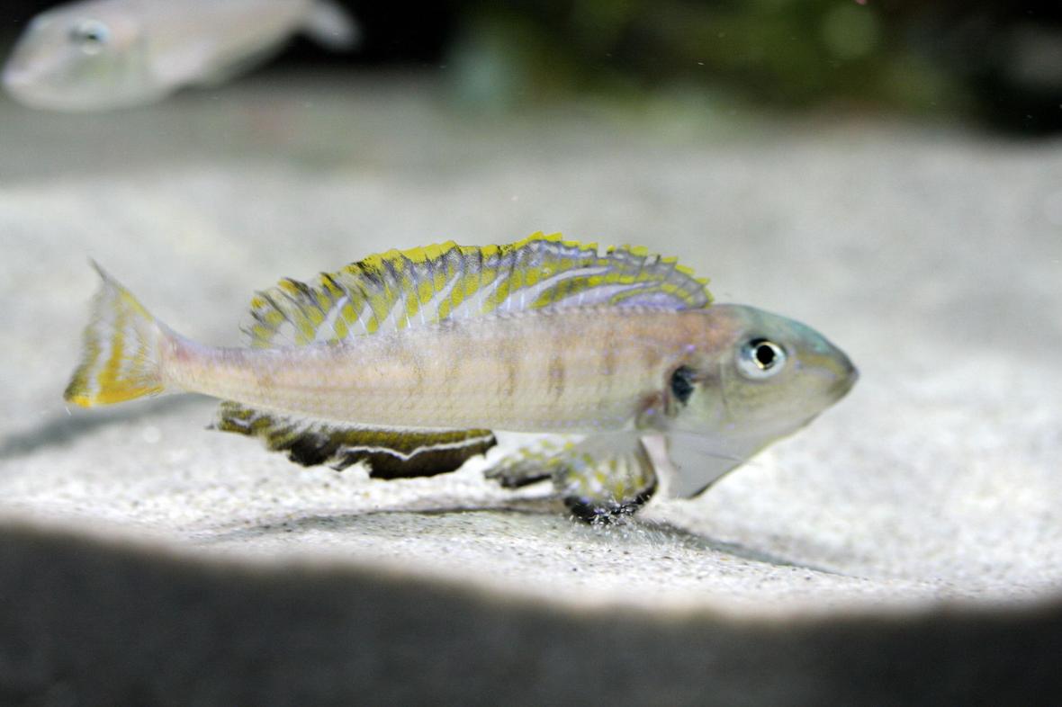 freshwater fish - xenotilapia sp. - tanganicodus irsacae moba stocking in 220 gallons tank - Enantiopus namansi male