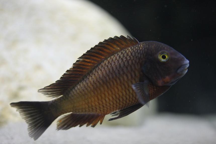 Rated #120: Freshwater Fish - Tropheus Chiwena Stocking In 220 Gallons Tank - Tropheus Chiwena male