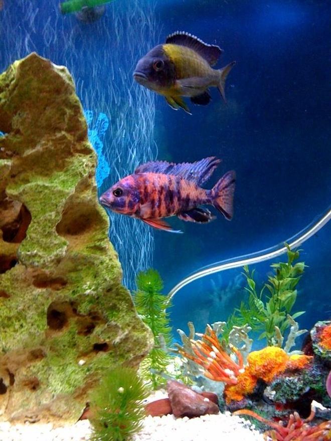 freshwater fish - aulonocara nyassae var. - peacock cichlid, orange blossom stocking in 72 gallons tank - MY NEWEST CICHLID.