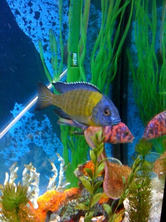 freshwater fish - aulonocara baenschi - sunshine peacock stocking in 72 gallons tank - ONE OF MY FIRST CICHLIDS