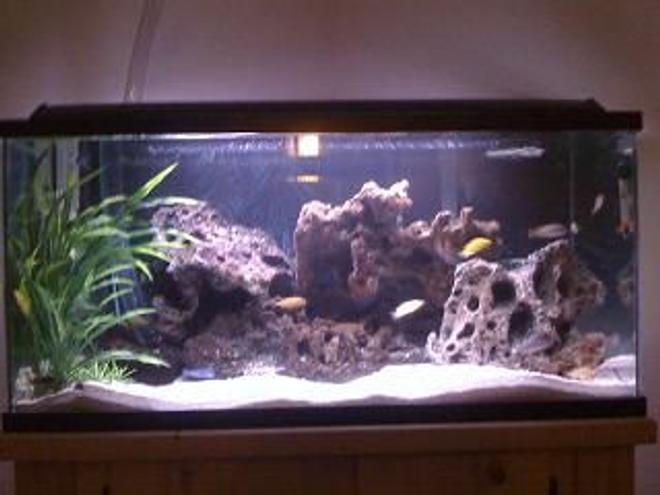 40 gallons freshwater fish tank (mostly fish and non-living decorations) - final product