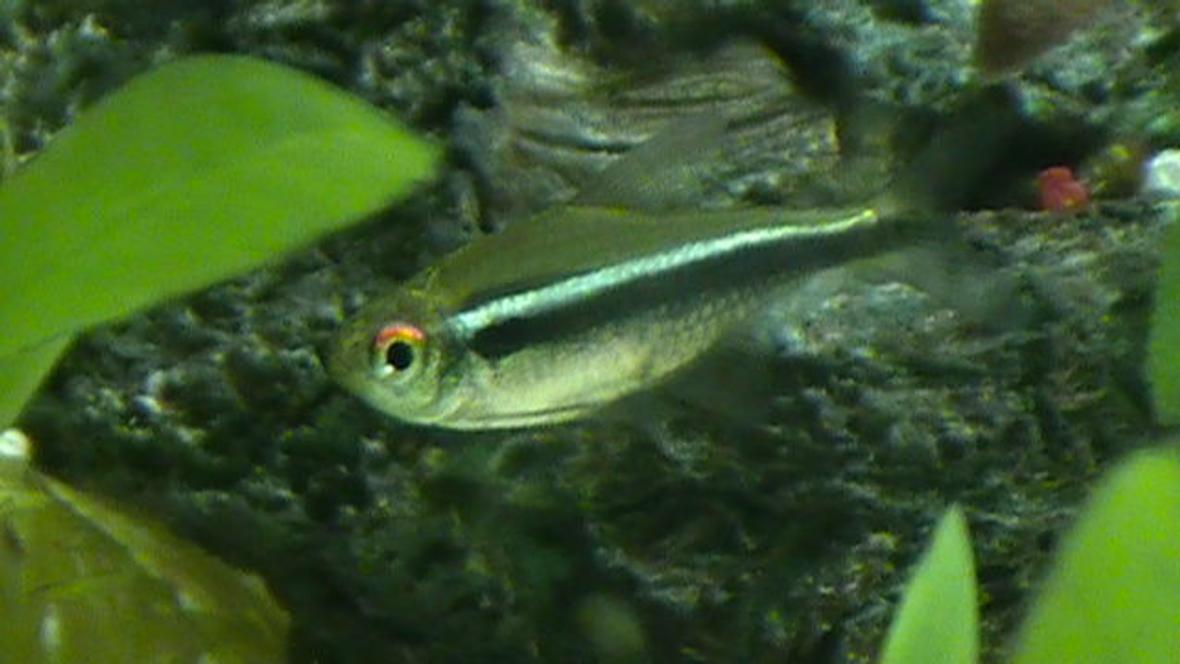 freshwater fish - hyphessobrycon herbertaxelrodi - black neon tetra stocking in 29 gallons tank - Tetra