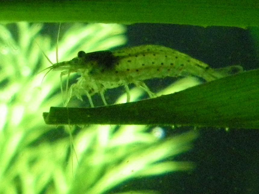 Rated #87: Corals Inverts - Caridina Japonica - Japonica Amano Shrimp Stocking In 26 Gallons Tank - amano shrimp